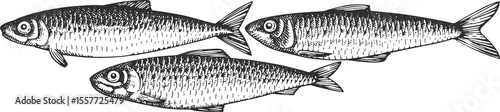 Canvas Print Vintage Style Sardines Illustration