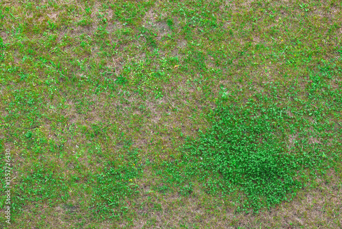 Billede på lærred Patchy Lawn with Clover Weed from Above