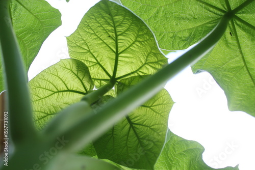 Paulownia leaves