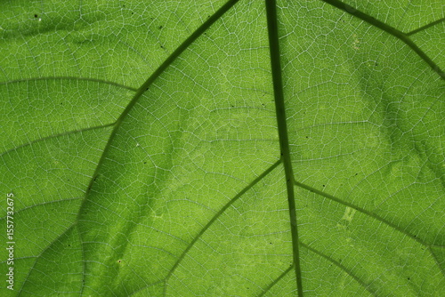 Paulownia leaves