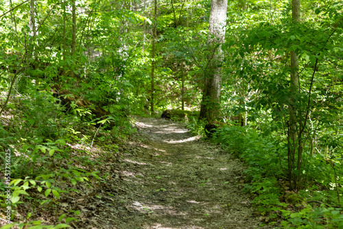 Photography empy trail path
