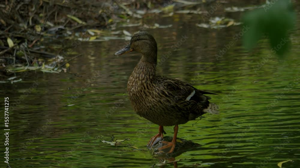 beautiful wild duck against the backdrop of a pond beautiful wild duck against the backdrop of a pond