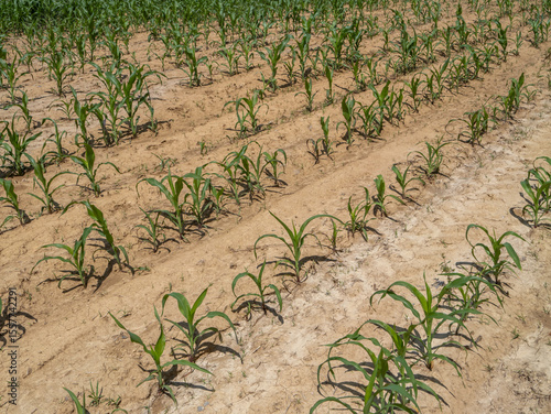Canvas Print Corn crops growing in dry, cracked soil — a clear sign of drought stress and soil erosion