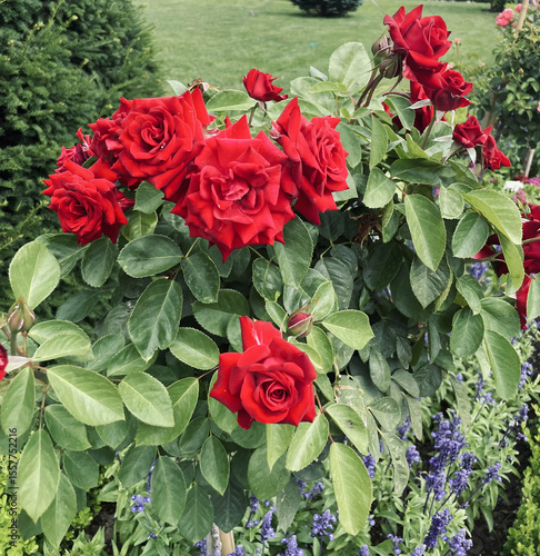 Red Roses at Palace Entrance