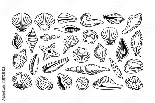 Diverse collection of black and white seashell illustrations seashells conch shells