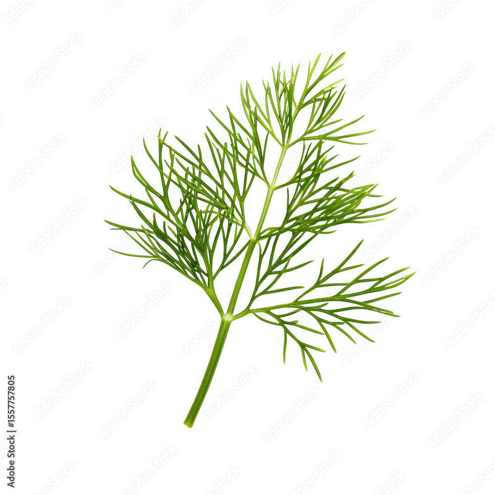 Naklejka premium Fresh dill isolated on transparent