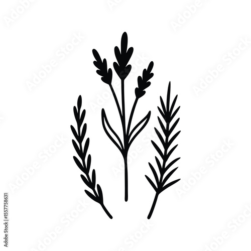 Herbal illustration set delicate line art of assorted herbs Vector illustration