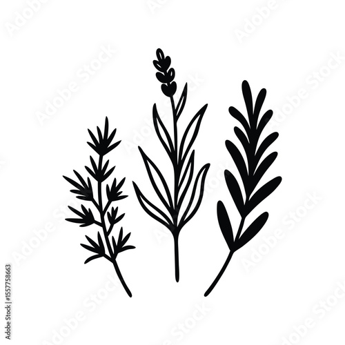 Herbal illustration set delicate line art of assorted herbs Vector illustration