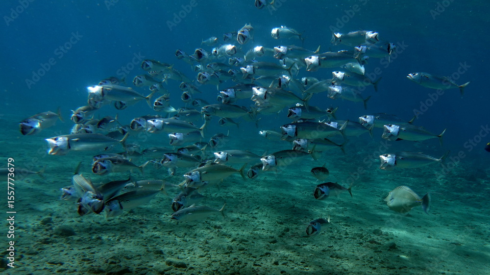 Fototapeta premium Colorful tropical fish on a coral reef, amazingly beautiful fairy world. In the coral gardens of the Red Sea.