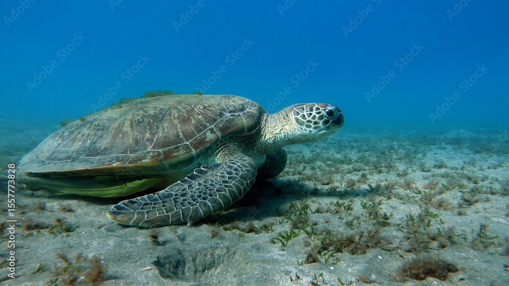 Obraz premium Big Green turtle , Green turtles are the largest of all sea turtles. A typical adult is 3 to 4 feet long and weighs between 300 and 350 pounds.