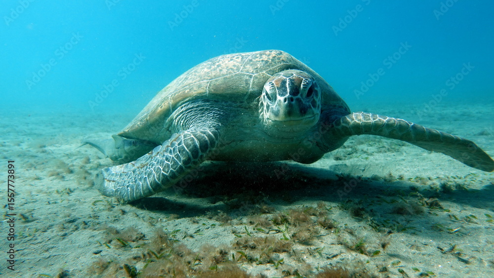 Obraz premium Big Green turtle , Green turtles are the largest of all sea turtles. A typical adult is 3 to 4 feet long and weighs between 300 and 350 pounds.