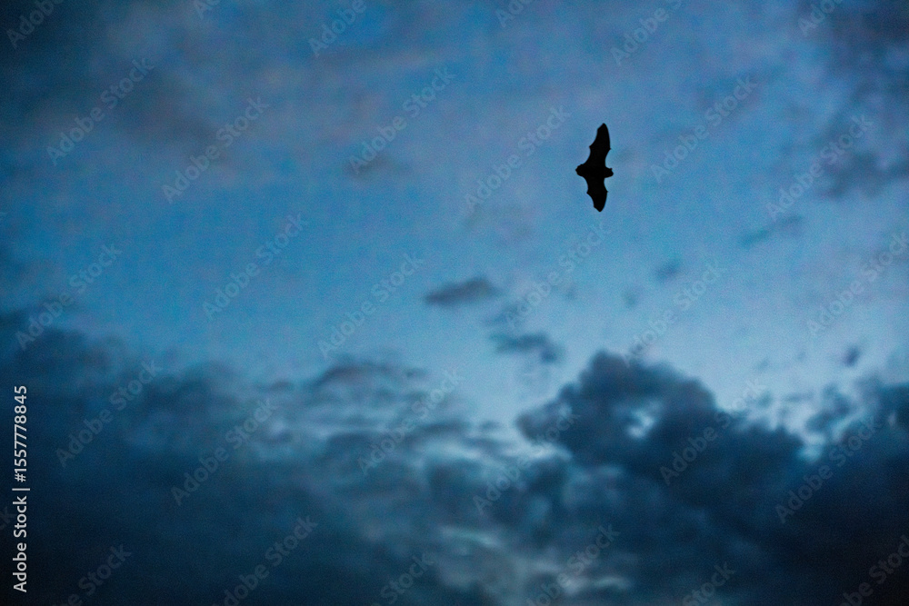 A beautifully detailed silhouette of a bat soaring gracefully against a starry night sky A beautifully detailed silhouette of a bat soaring gracefully against a starry night sky