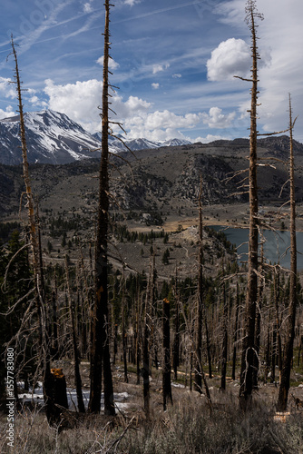 High-elevation alpine lake gleaming turquoise beyond a stand of fire-scarred pine trunks, framed by granite ridges and late-season snowfields under a dramatic spring sky in the High Sierra mountains