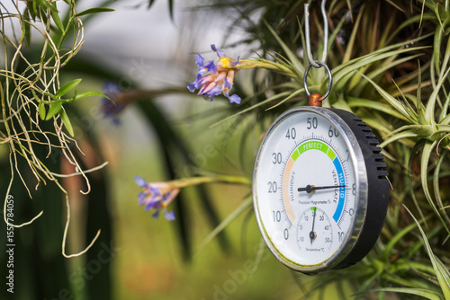 Hygrometer hanging between the leaves of a wild orchid in a greenhouse.
