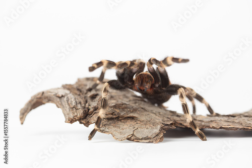 Angry Mexican Redknee Tarantula on Bark Displaying Defensive Posture