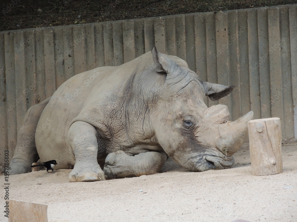 Fototapeta premium Animals trapped in a zoo