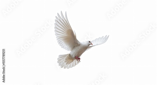 Elegant white dove in flight against pure white backdrop, symbolizing peace, hope, freedom. Perfect for wedding, baptism, confirmation, sympathy card designs.