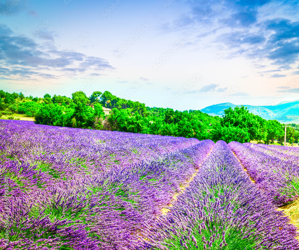 Naklejka premium Lavender field