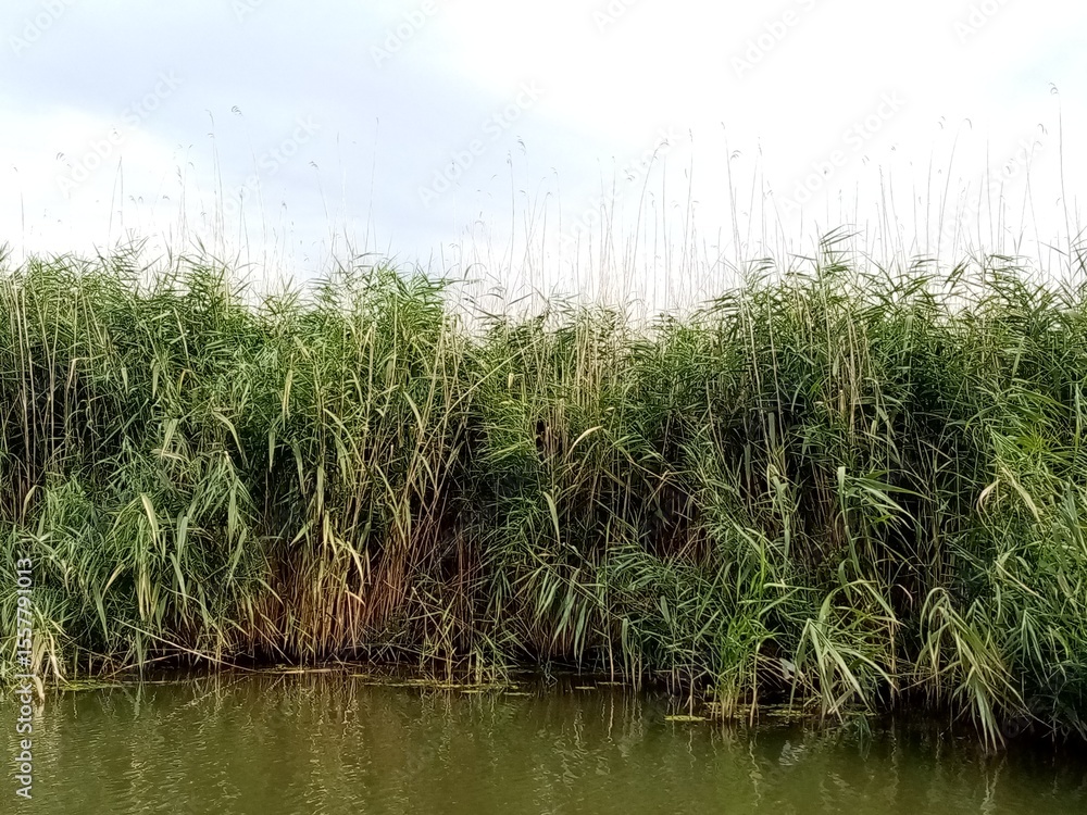 Obraz premium grass and water