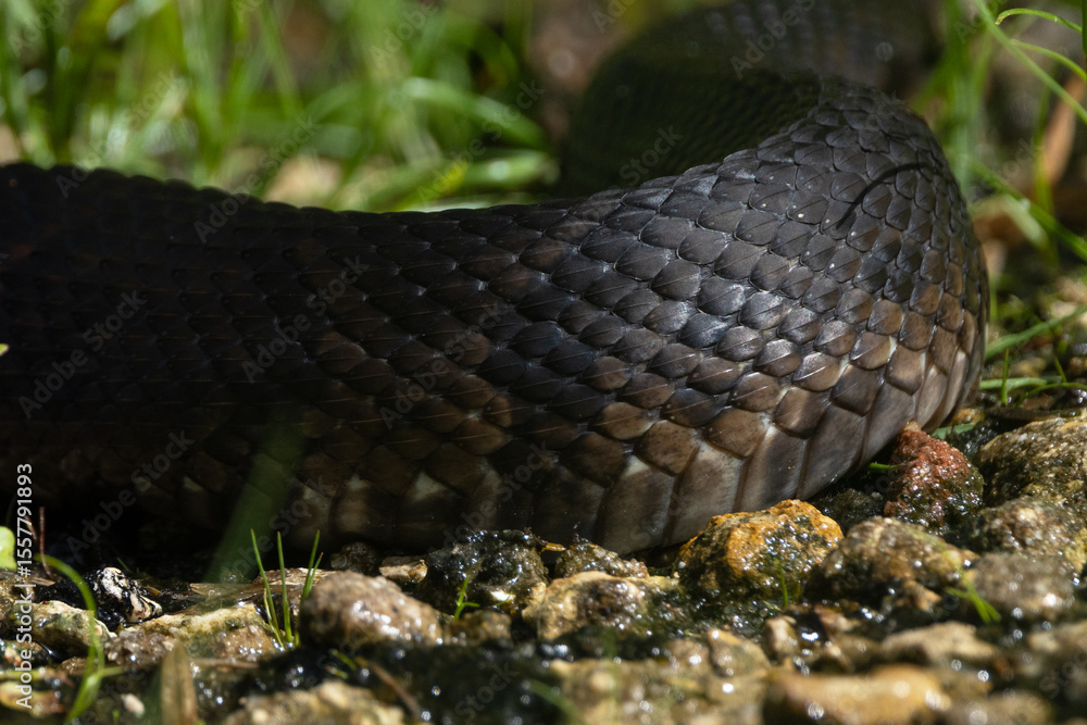 Fototapeta premium Cottonmouth / water moccasin (Agkistrodon piscivorus), a venomous snake, in Highlands Hammock State Park, Florida. Please check the species ID with an expert if accuracy matters for your project.
