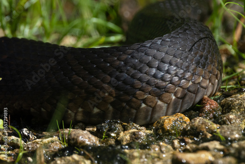 Cottonmouth / water moccasin (Agkistrodon piscivorus), a venomous snake, in Highlands Hammock State Park, Florida. Please check the species ID with an expert if accuracy matters for your project. 