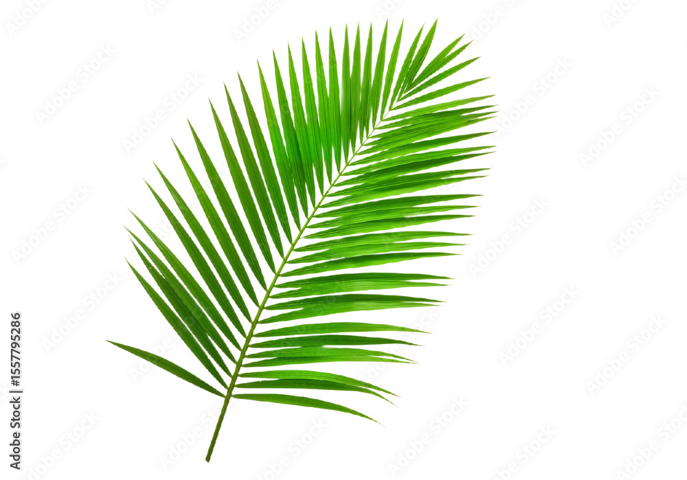 Fototapeta premium Vibrant Green Palm Leaf with Glossy Fronds Against White Background, Evoking Tropical Freshness and Natural Beauty