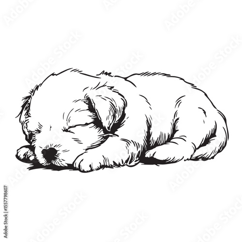 Sleeping puppy art concept lying down pet animal