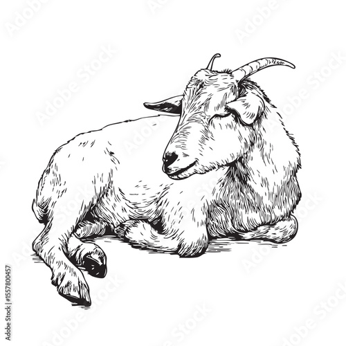 Lying goat engraving style art for print design