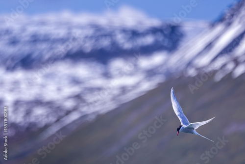 Close up of an Arctic tern in flight against snow capped mountains in Isafjordur, Iceland on 7 June 2025