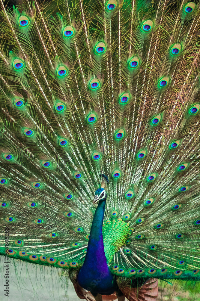 Fototapeta premium beautiful peacock spread their feathers in close up