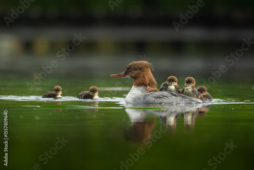 A Common Merganser with small chicks glides peacefully across the water surface