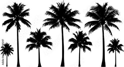 Silhouettes of palm trees