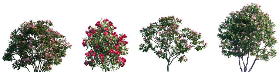 Set of Rhododendron hybridum and Camellia japonica blooming shrubs and trees frontal isolated png on a transparent background perfectly cutout high resolution	