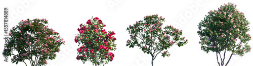 Set of Rhododendron hybridum and Camellia japonica blooming shrubs and trees frontal isolated png on a transparent background perfectly cutout high resolution	