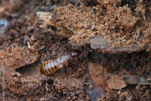 Closeup on a worker Nevada termite,  Zootermopsis nevadensis an eusocial species. of dampwood termites.