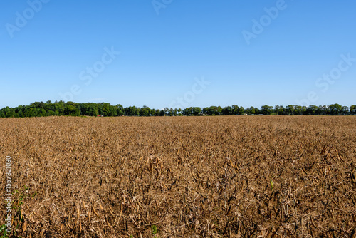 Vast field of dried pea plants under a clear blue sky, with a lush green tree line on the horizon. Captured in mid-August near Kohtla-Järve, Estonia.