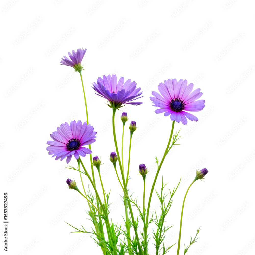 Fototapeta premium Delicate cornflowers swaying in the breeze against white backdrop, beauty
