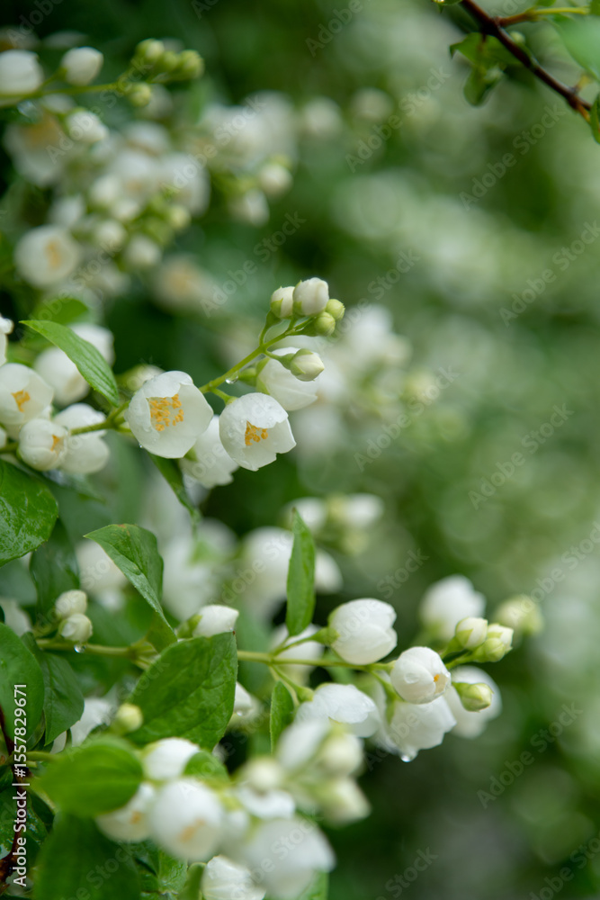 Obraz premium Close-up view of white Philadelphus coronarius (sweet mock orange or English dogwood) flowers covered with small rain drops in a summer day. Beauty in nature. Soft focus. Gardening theme.