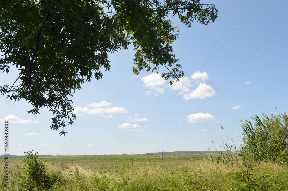 trees in the field and clue sky trees in the field and clue sky