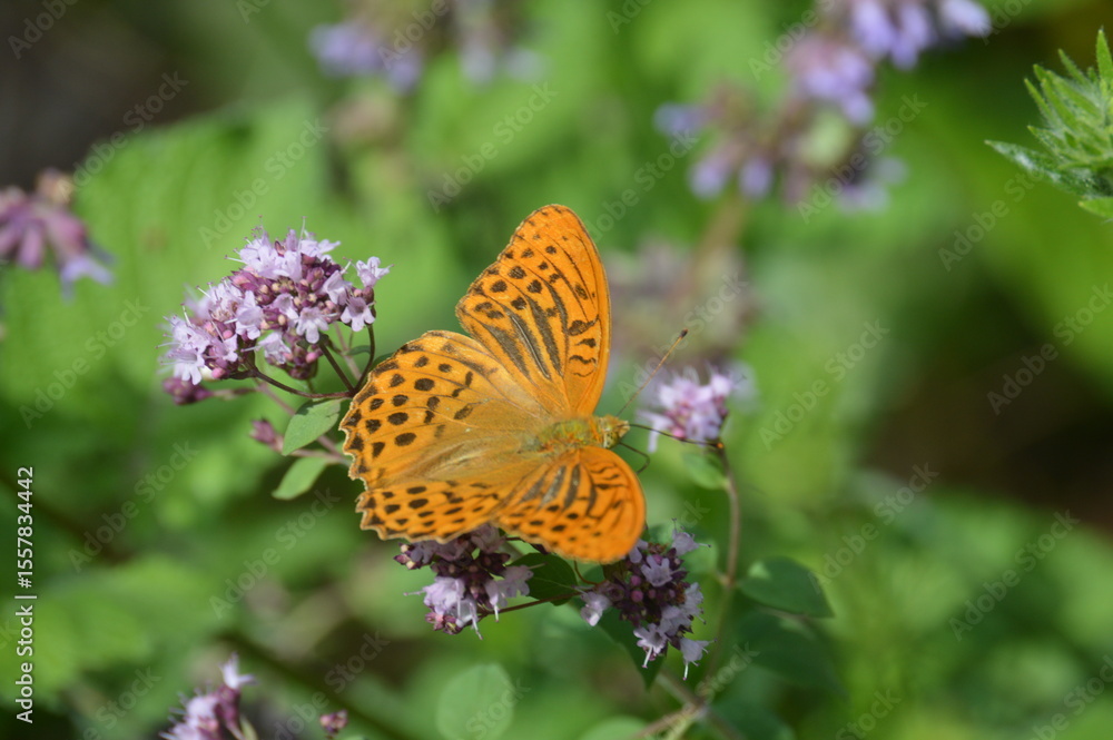 Naklejka premium butterfly on flower in summer