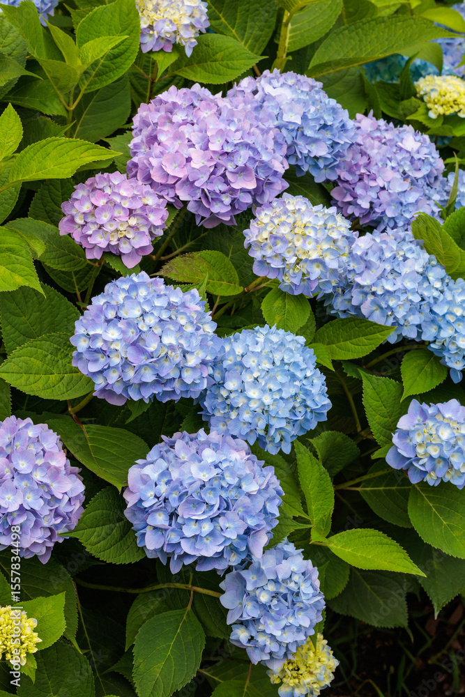 Close-up of light blue hydrangea flowers blooming in a forest park in early summer. Close-up of light blue hydrangea flowers blooming in a forest park in early summer.
