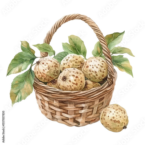 watercolor of Hackberry Fruit Basket, vector, isolated on a white background.