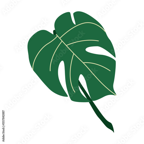 Monstera deliciosa leaf. Tropical exotic green plant. Large broad greenery, big split foliage. Fresh natural decor.
