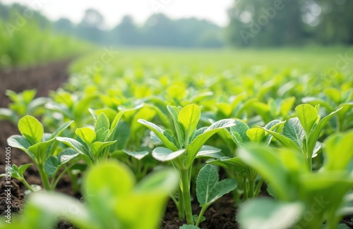 Close-up of mungo plants, healthy green sprouts at farm field. Cultivation of vigna mungo, black lentil sprouts. Agriculture, crop production, healthy ingredient for vegetarian food, organic farming.