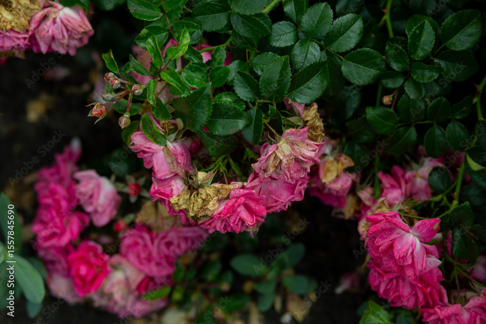 bright flowers after a strong wind or hurricane in the farmer's garden. Gardener's job on a summer day: rose bushes on a plantation. an open greenhouse for seedlings and seeds bright flowers after a strong wind or hurricane in the farmer's garden. Gardener's job on a summer day: rose bushes on a plantation. an open greenhouse for seedlings and seeds