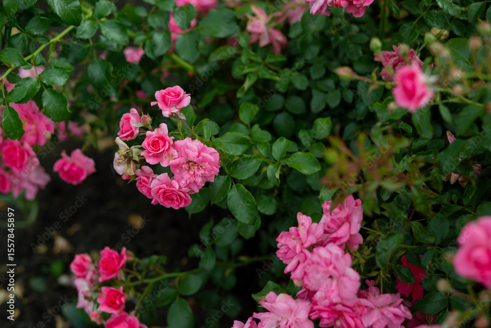 bright flowers after a strong wind or hurricane in the farmer's garden. Gardener's job on a summer day: rose bushes on a plantation. an open greenhouse for seedlings and seeds bright flowers after a strong wind or hurricane in the farmer's garden. Gardener's job on a summer day: rose bushes on a plantation. an open greenhouse for seedlings and seeds