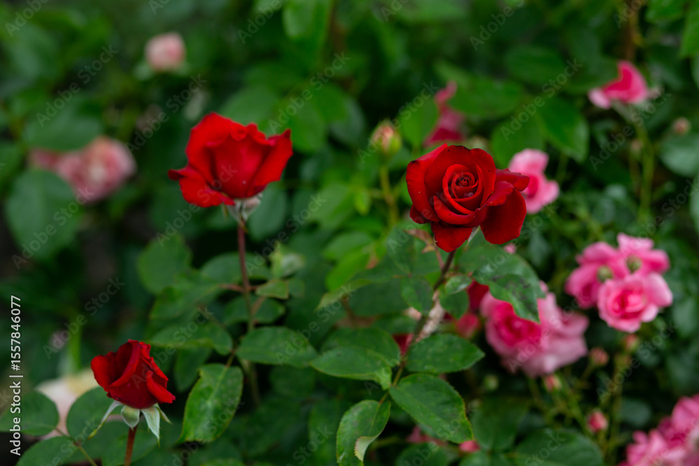 bright flowers after a strong wind or hurricane in the farmer's garden. Gardener's job on a summer day: rose bushes on a plantation. an open greenhouse for seedlings and seeds bright flowers after a strong wind or hurricane in the farmer's garden. Gardener's job on a summer day: rose bushes on a plantation. an open greenhouse for seedlings and seeds