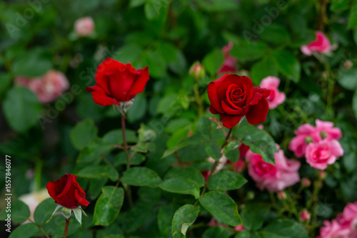 Wallpaper Mural bright flowers after a strong wind or hurricane in the farmer's garden. Gardener's job on a summer day: rose bushes on a plantation. an open greenhouse for seedlings and seeds Torontodigital.ca