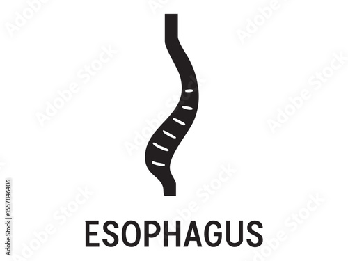 Black silhouette of esophagus isolated on white background, medical illustration. concept of digestive organ, human anatomy, biology study, health science, educational design.