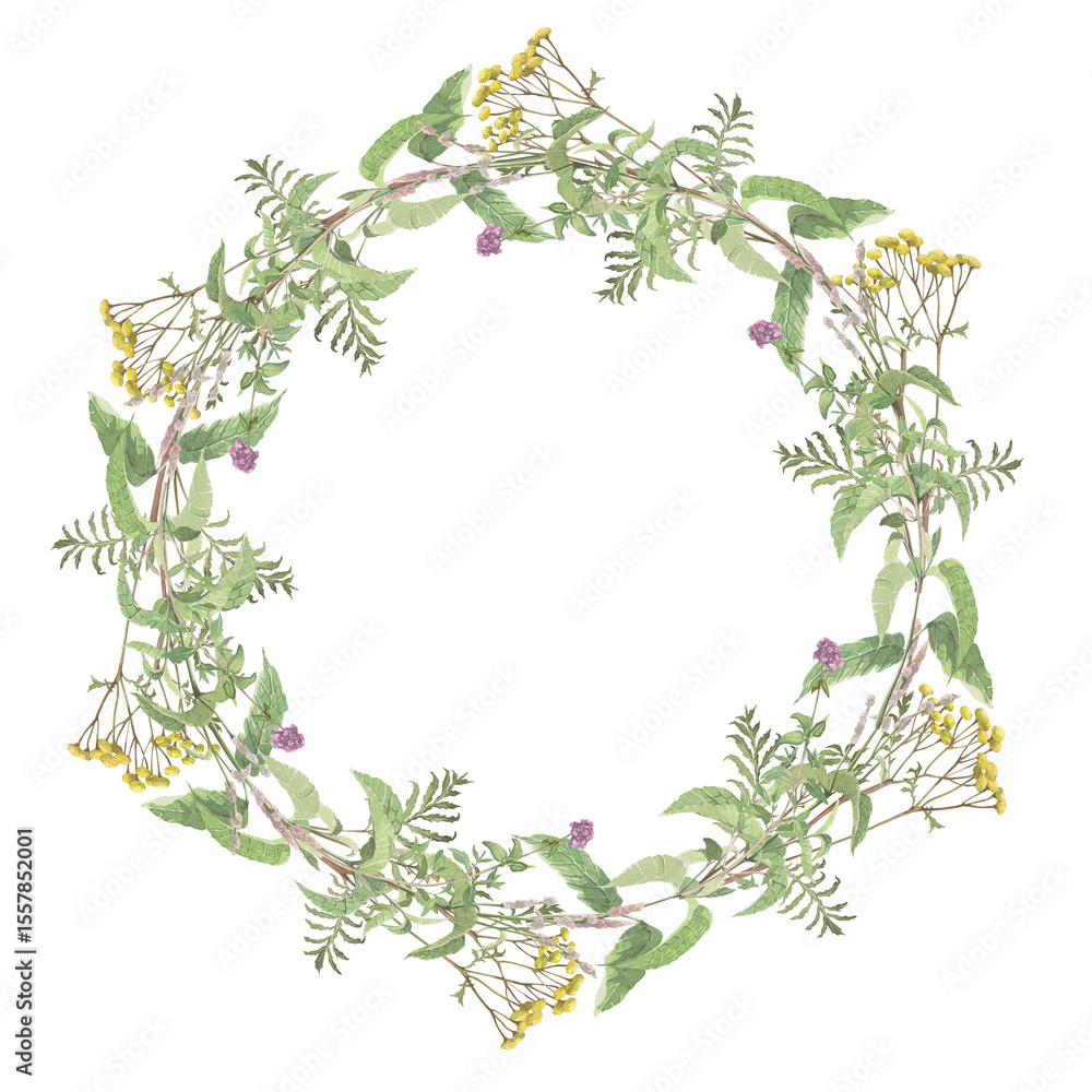 Fototapeta premium Watercolor frame of mint,tansy,thyme. Hand-drawn clip-art on white background. Delicate realistic images of medicinal herbs for packaging, textiles, printing, holiday cards,wedding,menu